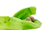 Garden snail on a lettuce leaf