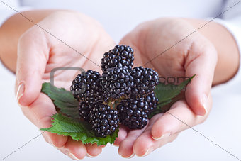Blackberries in woman hands