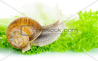 Garden snail on lettuce leaf