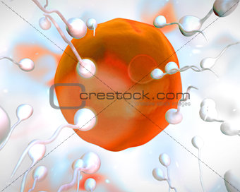 Orange egg being fertilized