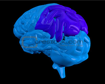 Blue brain with highlighted parietal lobe