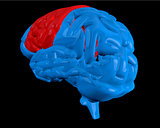 Blue brain with highlighted cerebrum