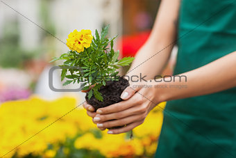 Assistant planting a flower in garden center