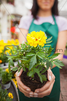 Woman showing a yellow flower in garden center