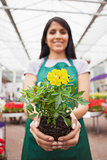 Woman holding unpotted plant