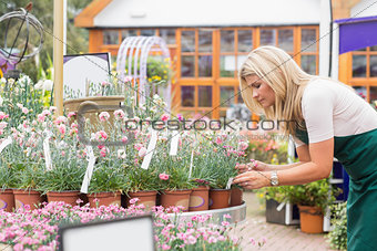 Garden center employee checking flower pots