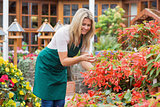 Gardener caring about flowers