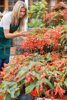 Garden center worker checking plants