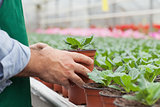 Greenhouse worker handling seedlings