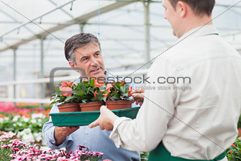Worker giving the man tray of plants