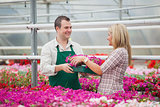 Employee in garden center giving woman tray of flowers