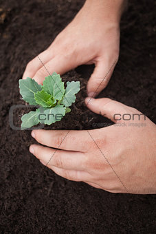 Hands planting a flower