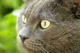 close up portrait of young british cat