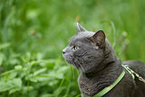 portrait of young british cat walking in grass