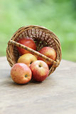 gala apples in a wicker basket