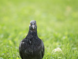 pigeon runing on grass