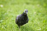 pigeon runing on grass