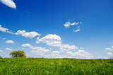 green grass under deep blue sky with clouds