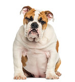 English Bulldog puppy sitting, 4 months old, isolated on white