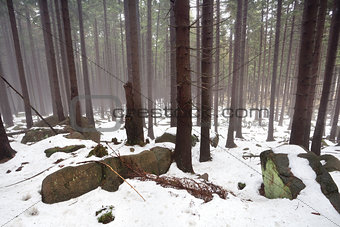 fog and snow in old coniferous forest