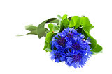 blue corn flowers bouquet