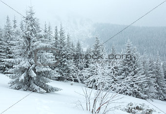 Winter snowfall  mountain fir trees