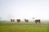 alpine cows in fog