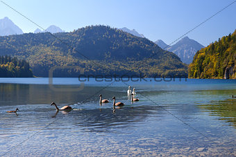 swan family on Alpsee