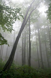 wet forest
