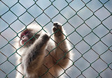Snow monkey gripping a wire mesh fence
