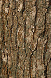 Texture of a Bark of an Old Oak Tree. Background Pattern