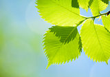 Fresh Spring Green Leaves Over Bright Background