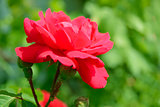 Beautiful Red Rose Flower against Green Foliage Background