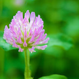 Beautiful Purple Flower against the Green Blurred Background