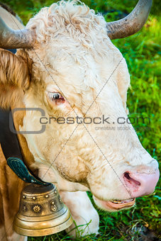 Bavaria cow