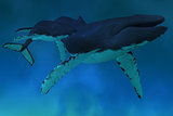 Humpback Whale Ocean
