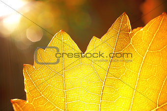 sumbeams and a yellow leaf