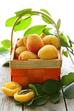 yellow sweet ripe apricots (peaches) with green leaves