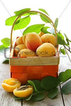 yellow sweet ripe apricots (peaches) with green leaves