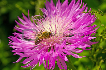 Honey bee collect nectar