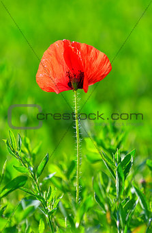 Red poppy (Papaver rhoeas) with out of focus field 