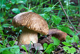 Porcini Mushroom in natural enviroment