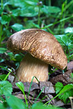 Porcini Mushroom in natural enviroment
