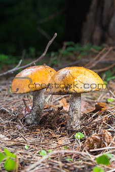 Close-up two Birch Bolete mushroom in forest
