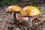 Two brown cap boletus Mushroom in natural enviroment