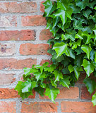 ivy growing on brick wall