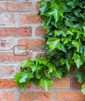 ivy growing on brick wall