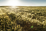Field of barley