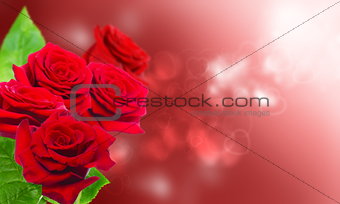 Bouquet of red roses.