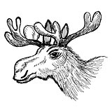 head of moose
